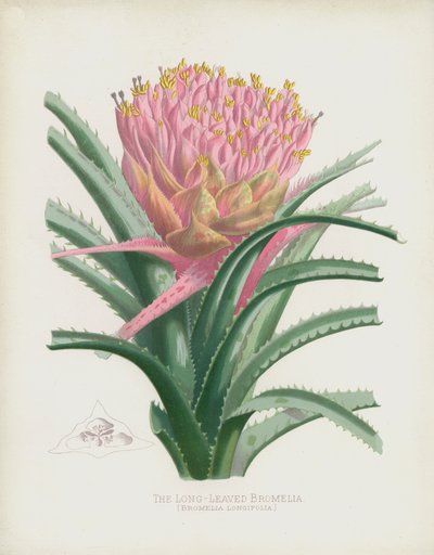 Die Langblättrige Bromelie, Bromelia Longifolia von English School